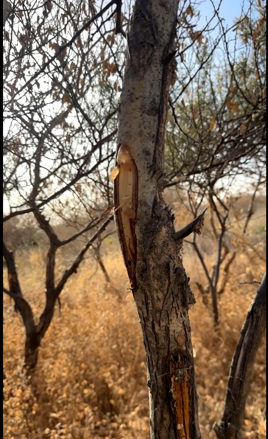 Protecting the Sahel